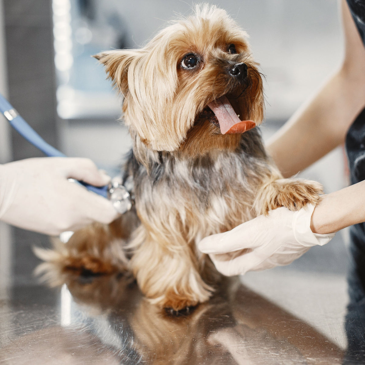 Soins de santé pour animaux de compagnie