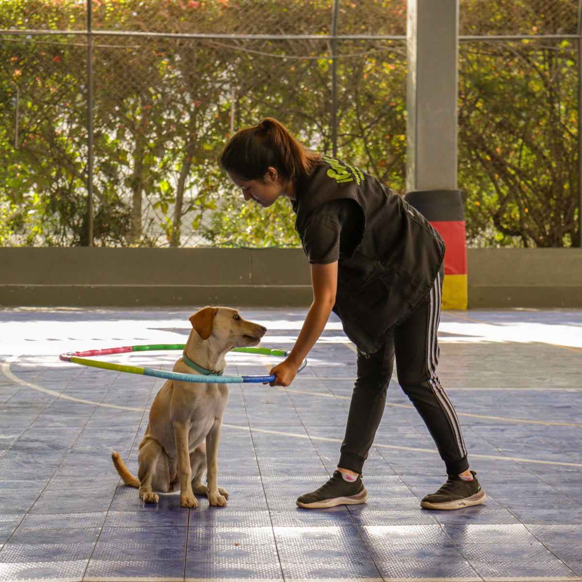 Sécurité et dressage des animaux de compagnie