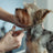 Toilettage et voyage avec animaux de compagnie