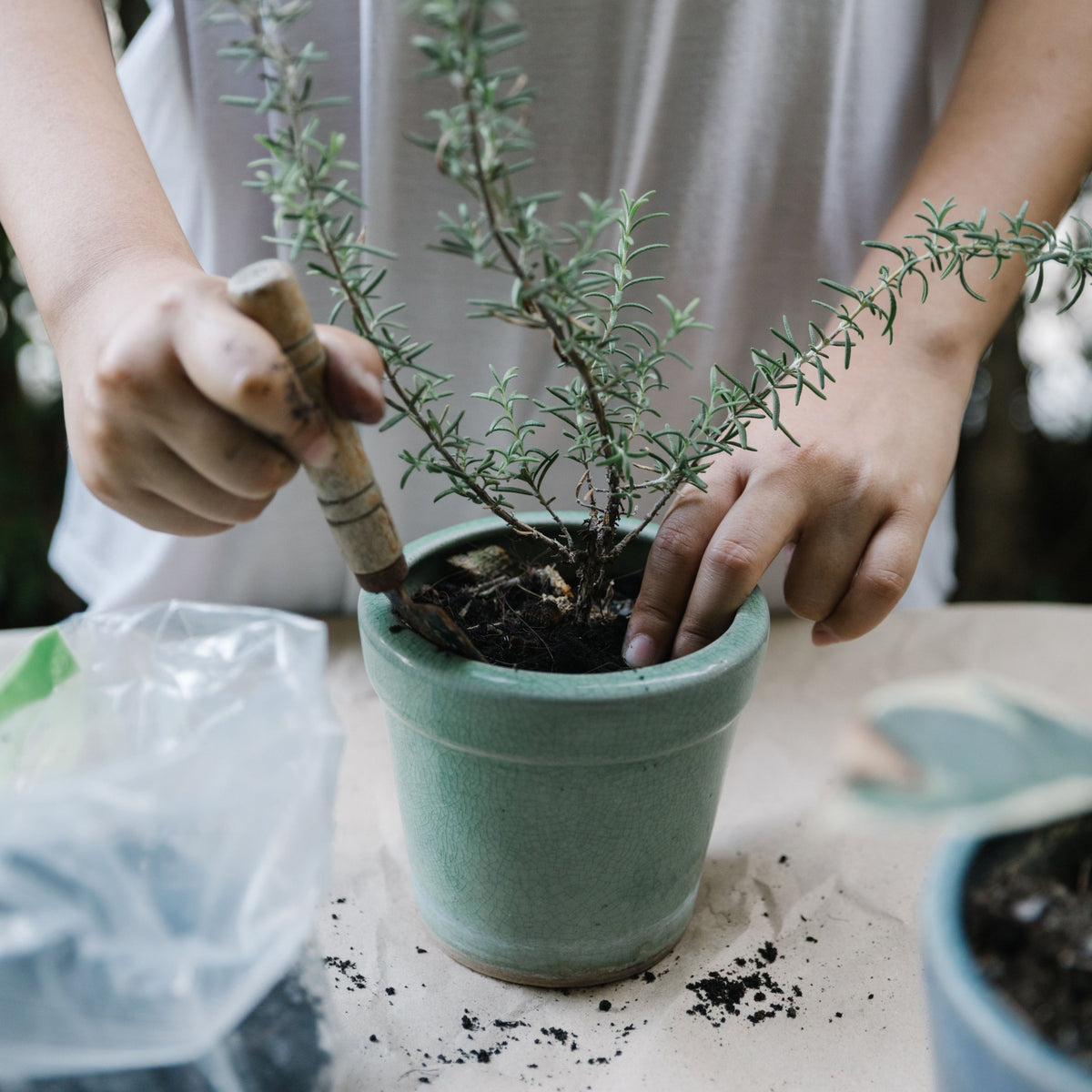 Entretien et culture des plantes
