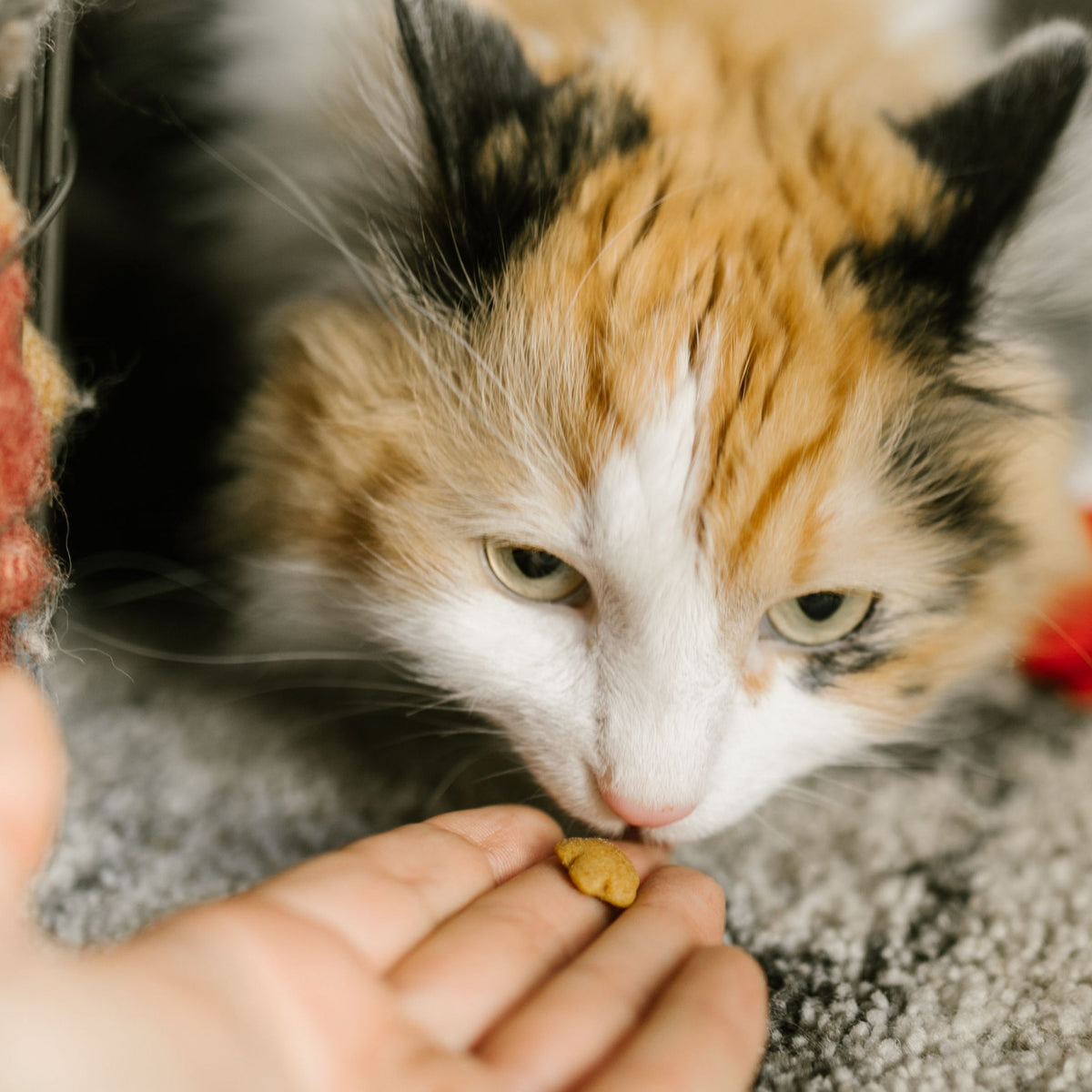 Alimentation des animaux de compagnie