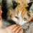 Alimentation des animaux de compagnie