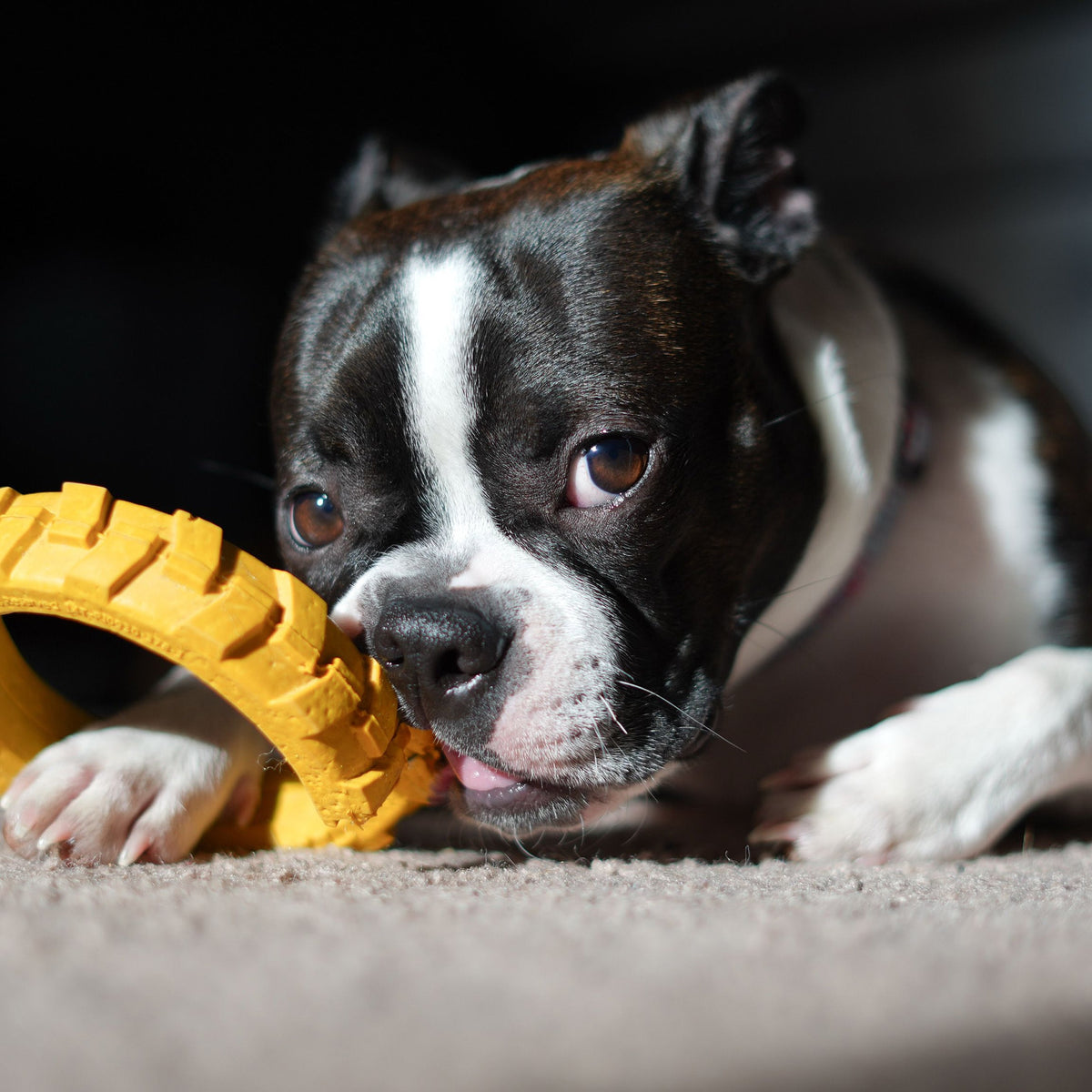 Jouets pour animaux de compagnie