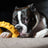 Jouets pour animaux de compagnie