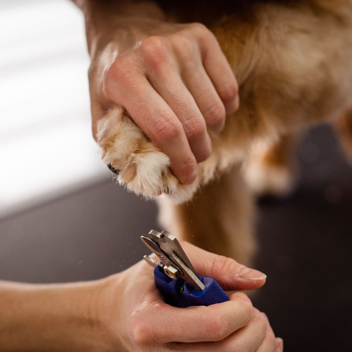 Accessoires de santé pour animaux de compagnie