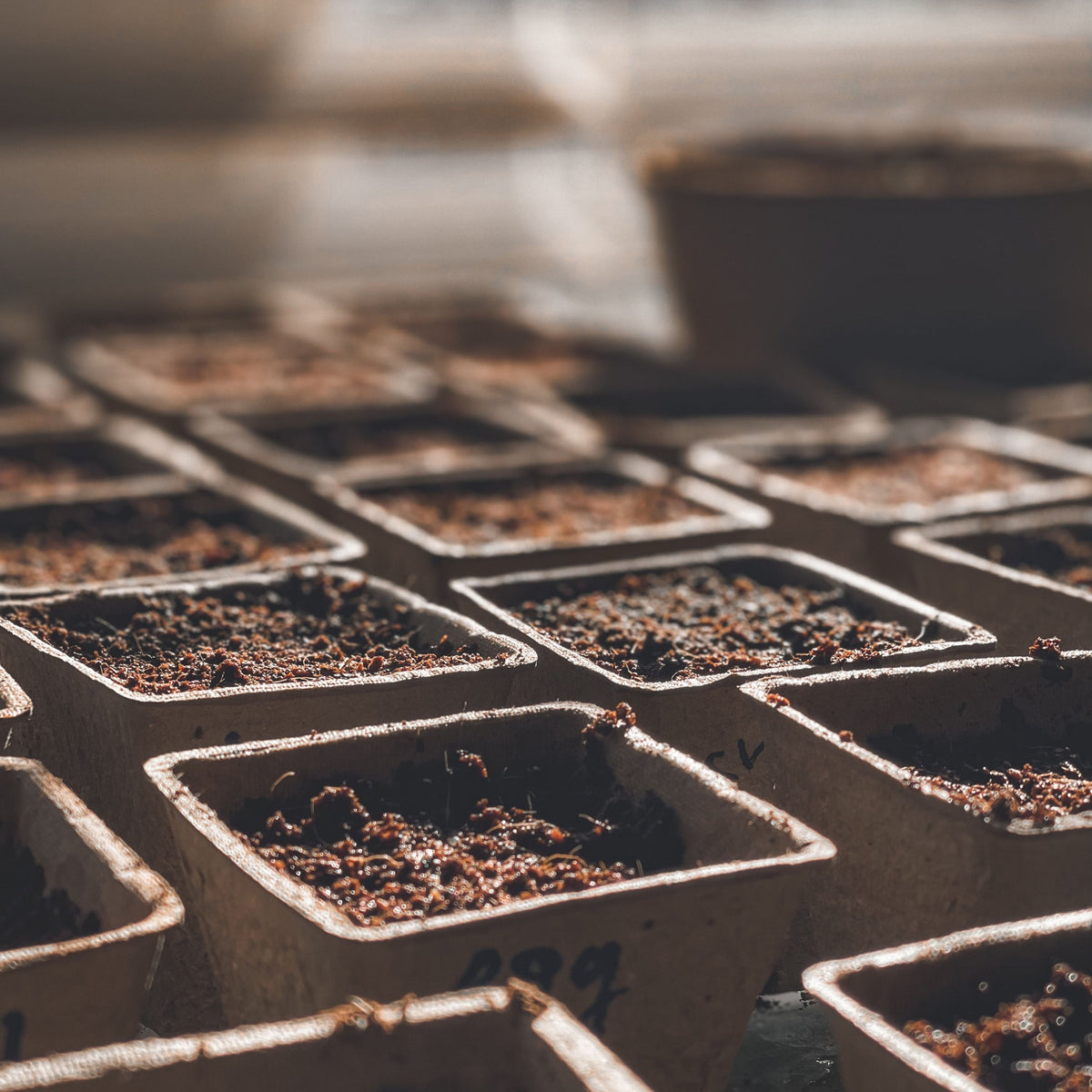 Entretien des plantes d’intérieur