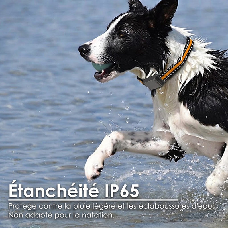 Collier GPS pour Chat PawiTrack Traceur 4G Étanche IP65